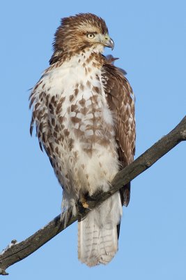 red-tailed hawk 290