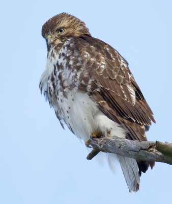 red-tailed hawk 295