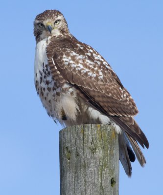 red-tailed hawk 296