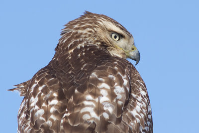 red-tailed hawk 297
