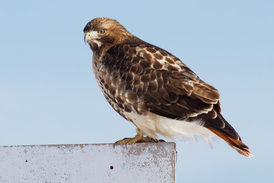 red-tailed hawk 299