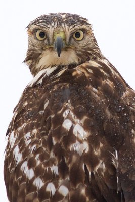 red-tailed hawk 302