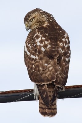 red-tailed hawk 304