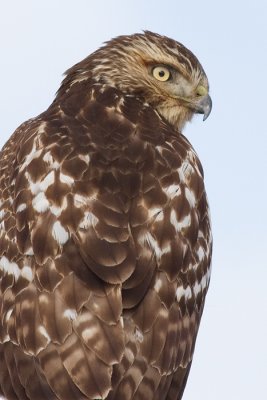 red-tailed hawk 305