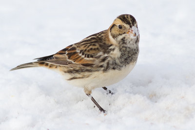 lapland longspur 1