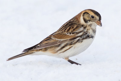 lapland longspur 3