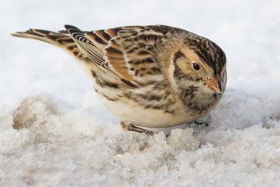 lapland longspur 12