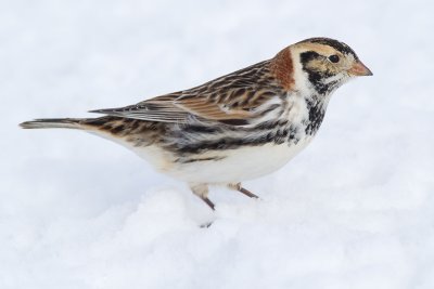 Lapland Longspur - Male