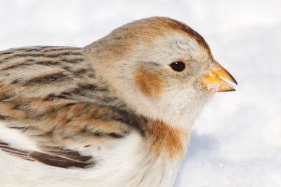 snow bunting 33