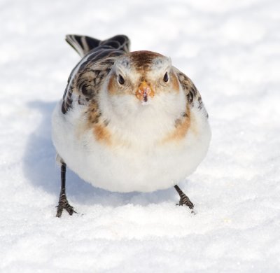 snow bunting 34