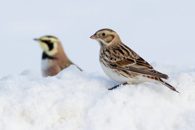 lapland longspur and horned lark