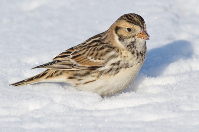 lapland longspur 23