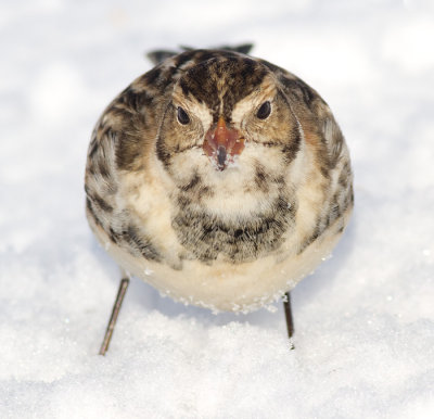 lapland longspur 28