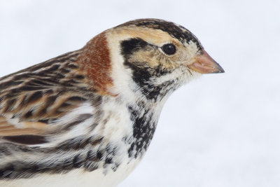 lapland longspur 29