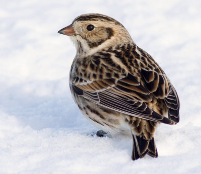 lapland longspur 31