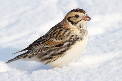 lapland longspur 32