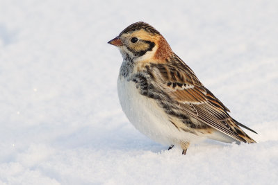 lapland longspur 33