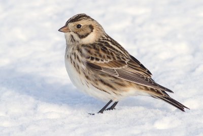 lapland longspur 34