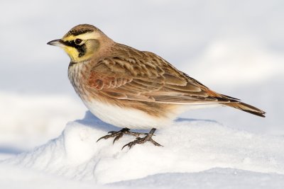 horned lark 57