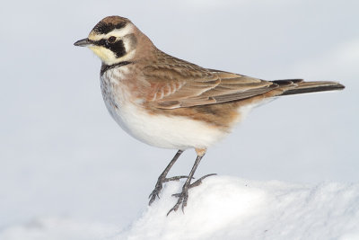 horned lark 62