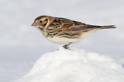 lapland longspur 36