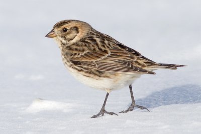 lapland longspur 37