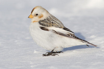 snow bunting 38