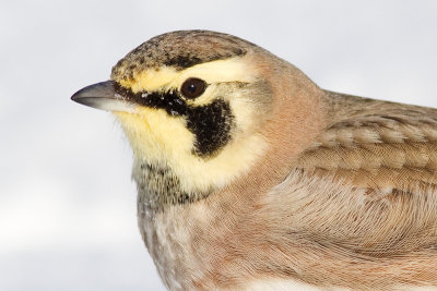 horned lark 64