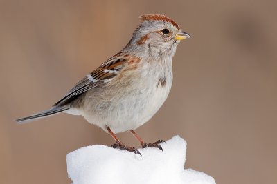 American tree sparrow 103