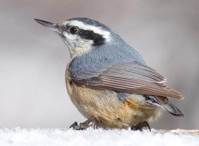 red-breasted nuthatch 64