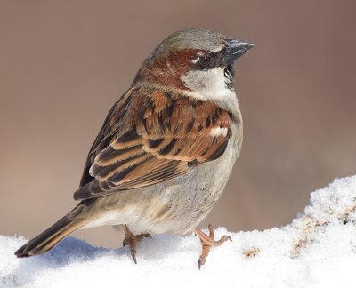 house sparrow 37