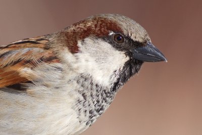 house sparrow 38