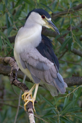 black-crowned night heron 227