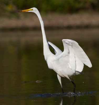 egret 14