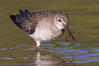 lesser yellowlegs 11