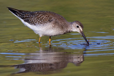 lesser yellowlegs 12