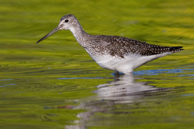 Greater Yellowlegs