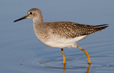 lesser yellowlegs 14