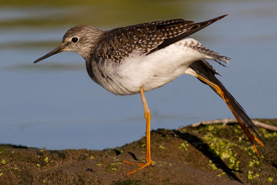 lesser yellowlegs 15
