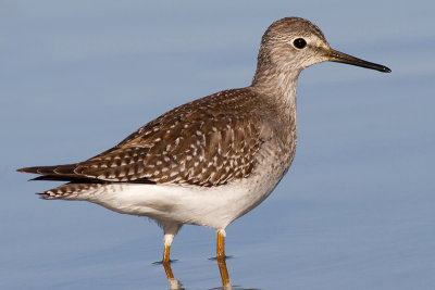 lesser yellowlegs 18