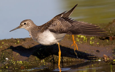 lesser yellowlegs 19