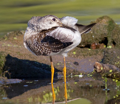 lesser yellowlegs 21