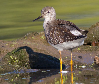 lesser yellowlegs 22