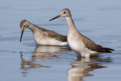 lesser yellowleg 25