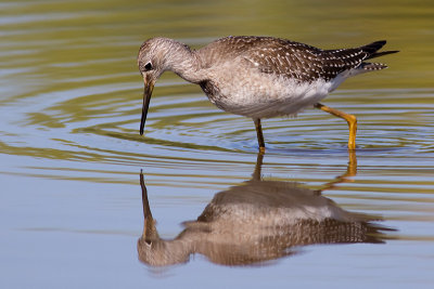 lesser yellowleg 26