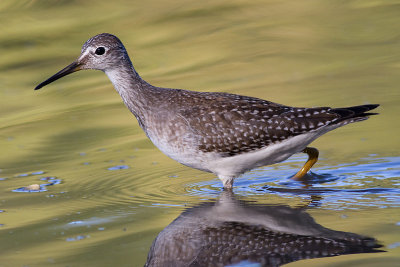 lesser yellowleg 23