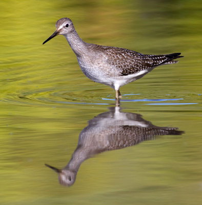 lesser yellowleg 24