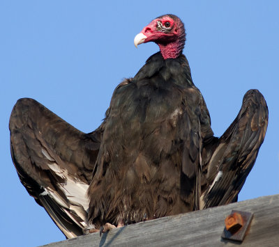 turkey vulture 109