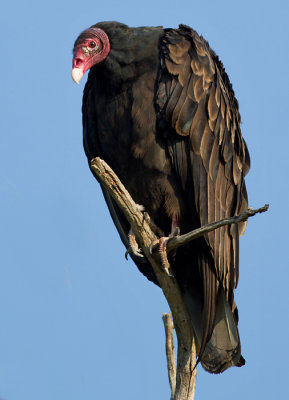 turkey vulture 110