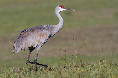 sandhill crane 170